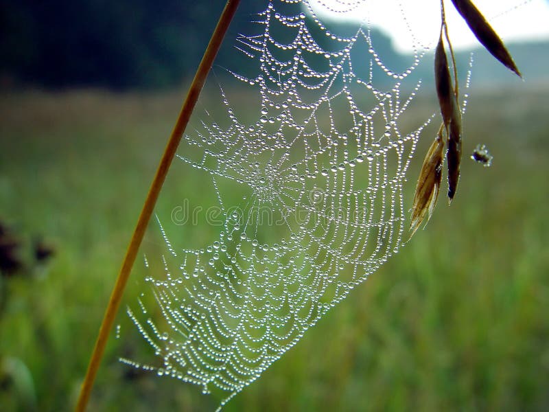 Spinneweb. stock afbeelding