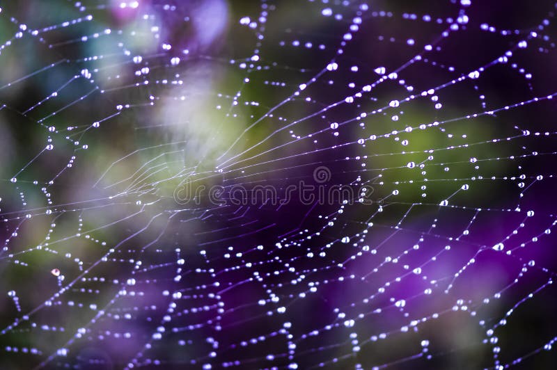 Spinneweb in de regen stock fotografie Spinneweb in de regen stock fotografie