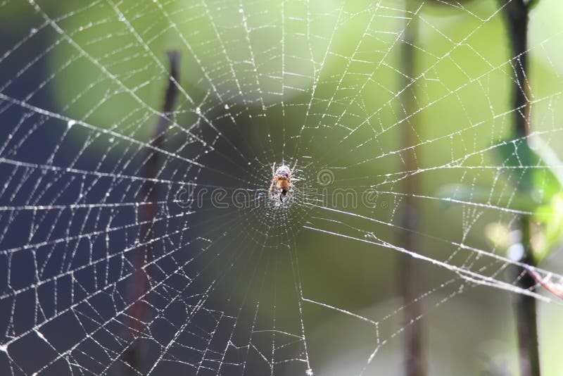 Spinneweb en de onduidelijk beeld groene achtergrond stock afbeeldingen Spinneweb en de onduidelijk beeld groene achtergrond stock afbeeldingen