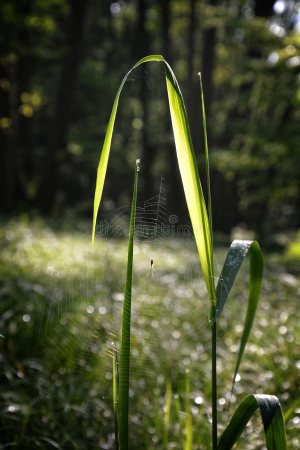 Spinneweb het hangen met spin op grassprietje voor het bos stock afbeelding Spinneweb het hangen met spin op grassprietje voor het bos stock afbeelding