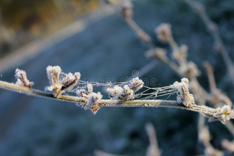 Spinnewebben op struik met vorst wordt behandeld die royalty-vrije stock foto's Spinnewebben op struik met vorst wordt behandeld die royalty-vrije stock foto's