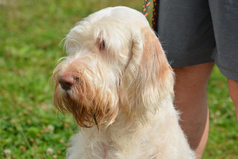 Spinone Italiano is a hunting dog.