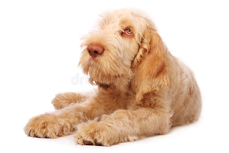 Adorabile cucciolo spinone italiano con grandi occhi tristi.