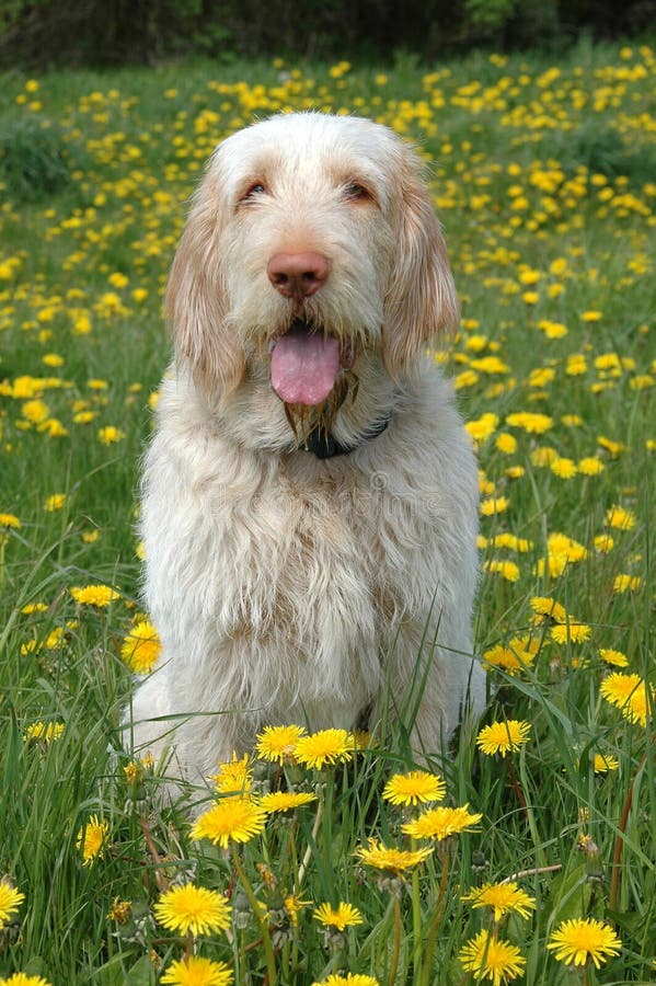 Spinone si siede nel giacimento del dente di leone immagini stock Spinone si siede nel giacimento del dente di leone immagini stock