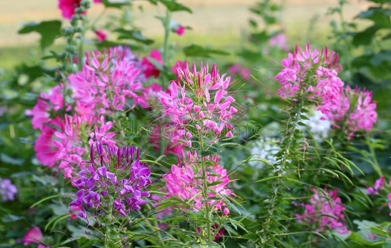 Spinosa van Cleome royalty-vrije stock foto Spinosa van Cleome royalty-vrije stock foto