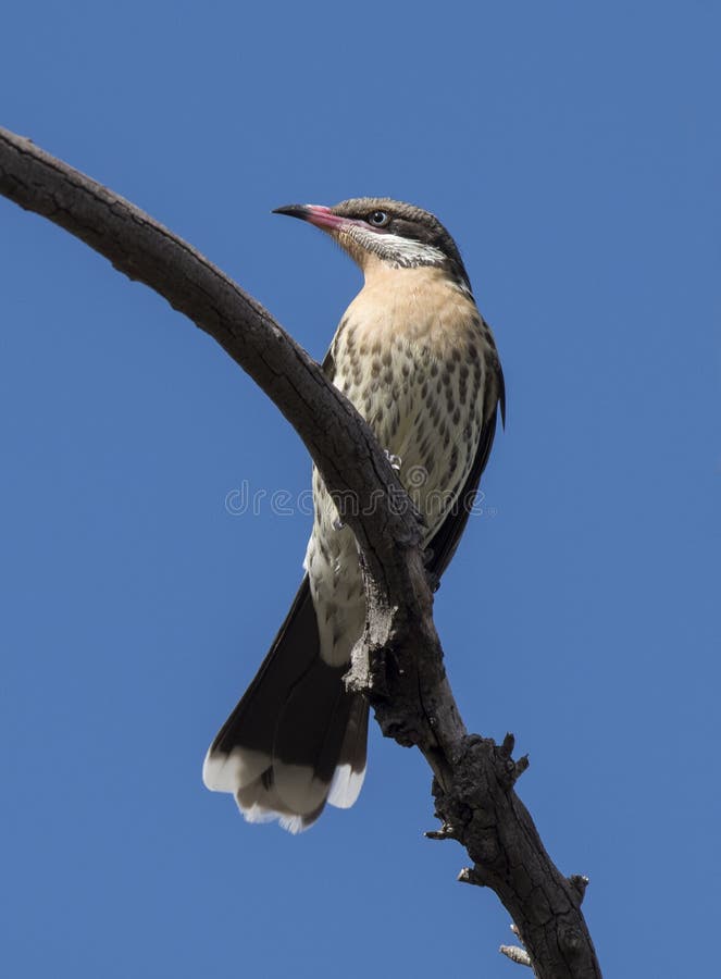 Spiny cheeked honeyeater stock photography