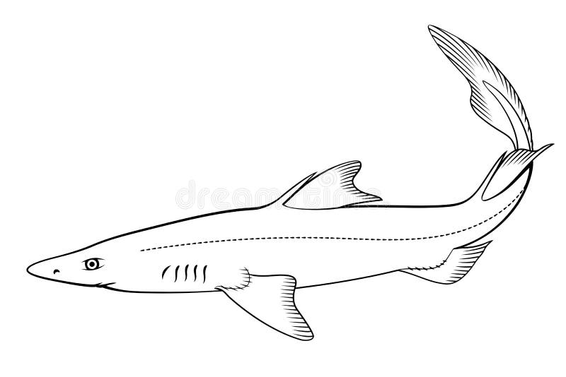 Spiny Dogfish (Spurdog). Vector Clipart Stock Vector Illustration of