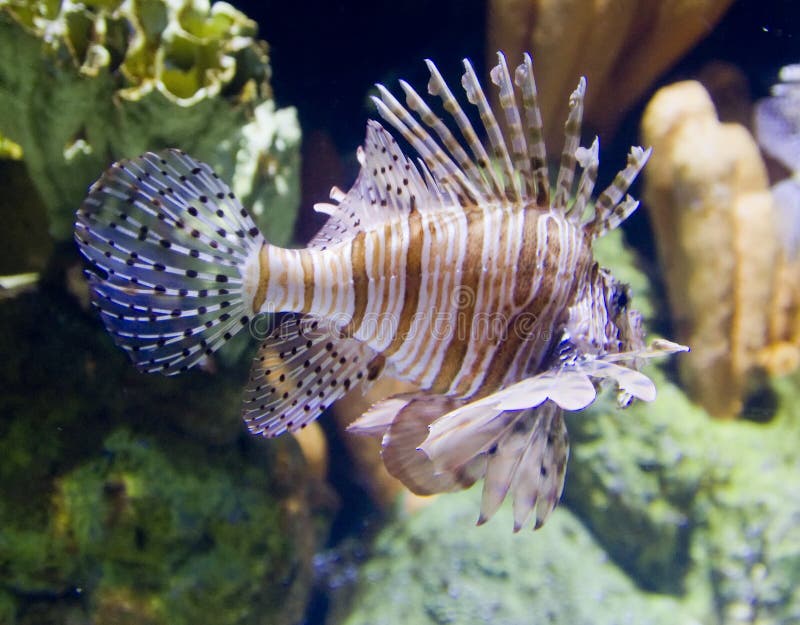 Spiny Fish stock image. Image of ocean, spiny, water 13401033