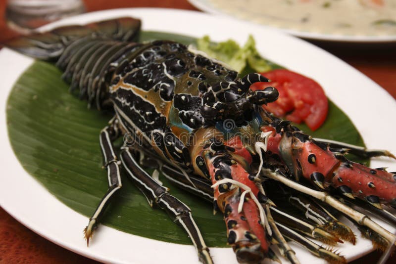 Spiny Lobster from Goa, India Stock Photo Image of lobsters, india