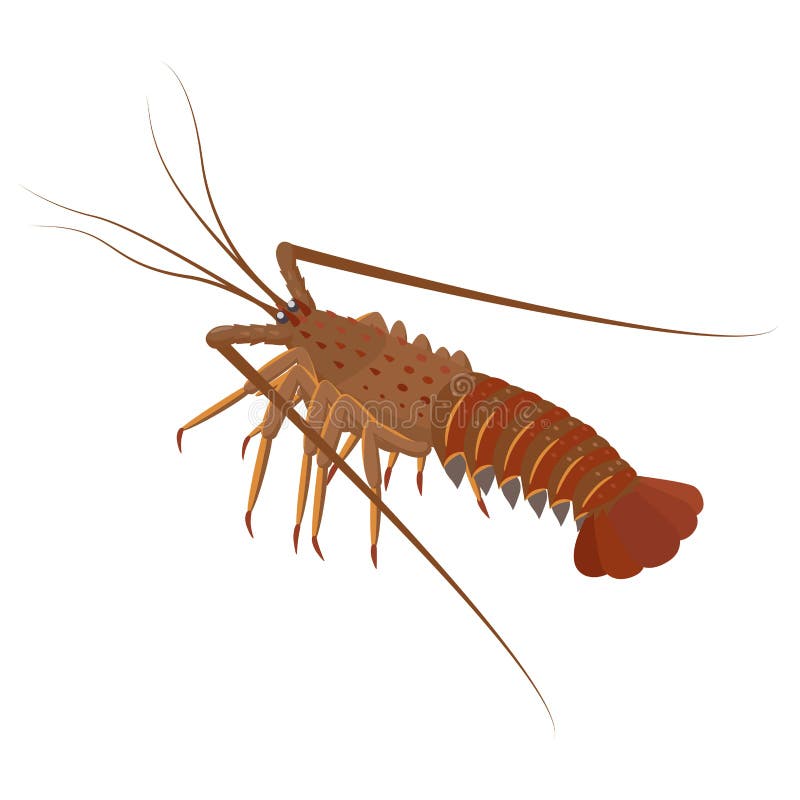 Sea spiny lobster stock vector. Illustration of design 33885285