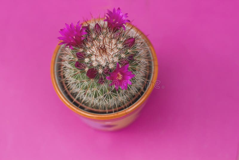 Spiny pincushion cactus stock photo. Image of areole 96312764