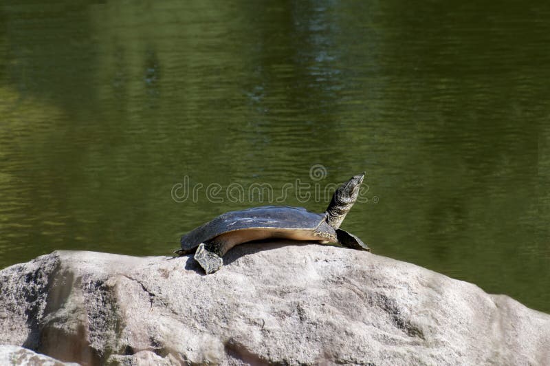 spiny-softshell-turtle-basking-sun-rock-little-canada-minnesota-gervais-mill-park-apalone-spinifera-199985236.jpg