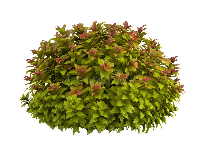 Rendered 3d isolated spiraea on white background