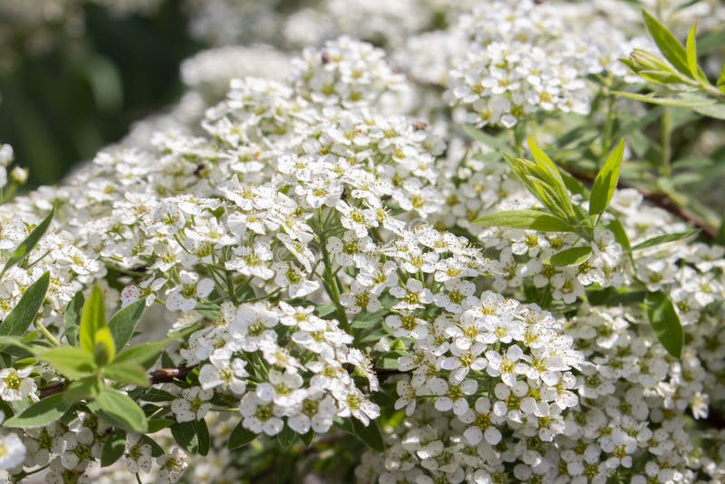 Spiraea cinerea askleurige kleine witte bloemen, de bloemenachtergrond van de close-uptextuur Bloeiende sierstruik Rosaceae, Bund stock fotografie Spiraea cinerea askleurige kleine witte bloemen, de bloemenachtergrond van de close-uptextuur Bloeiende sierstruik Rosaceae, Bund stock fotografie