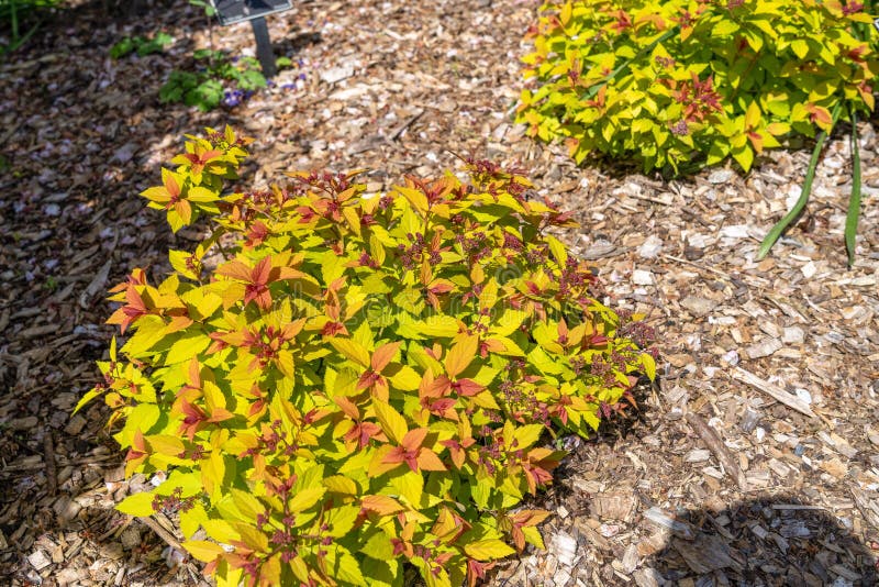 Spiraea Japonica