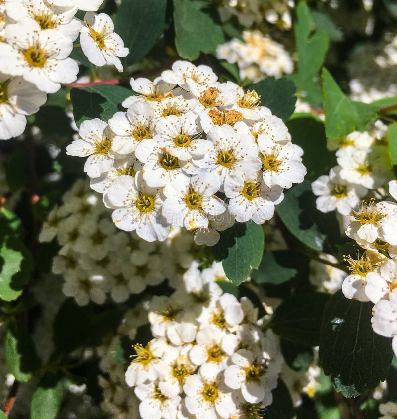 Spiraea × vanhouttei, called Vanhoutte spirea or bridalwreath, is a vase-shaped, deciduous shrub with branching that arches gracefully toward the ground. It is a hybrid cross between S. trilobata x S. cantoniensis. It typically grows 5-8’ tall with a spread to 7-10’ wide. It is particularly noted for its showy spring bloom. Tiny white flowers each to 1/3” diameter appear in late April to May in umbellate clusters to 2” wide that profusely cover the leafy branching. Small, rhombic to obovate, coarsely serrate, dark blue-green leaves to 1.5” long may have or at least suggest 3-5 lobes. Fall color is usually undistinguished, but attractive purplish hues may sometimes develop.

Genus name comes from the Greek word speira meaning wreath in reference to the showy flower clusters seen on most shrubs in the genus. Spiraea × vanhouttei, called Vanhoutte spirea or bridalwreath, is a vase-shaped, deciduous shrub with branching that arches gracefully toward the ground. It is a hybrid cross between S. trilobata x S. cantoniensis. It typically grows 5-8’ tall with a spread to 7-10’ wide. It is particularly noted for its showy spring bloom. Tiny white flowers each to 1/3” diameter appear in late April to May in umbellate clusters to 2” wide that profusely cover the leafy branching. Small, rhombic to obovate, coarsely serrate, dark blue-green leaves to 1.5” long may have or at least suggest 3-5 lobes. Fall color is usually undistinguished, but attractive purplish hues may sometimes develop.

Genus name comes from the Greek word speira meaning wreath in reference to the showy flower clusters seen on most shrubs in the genus.