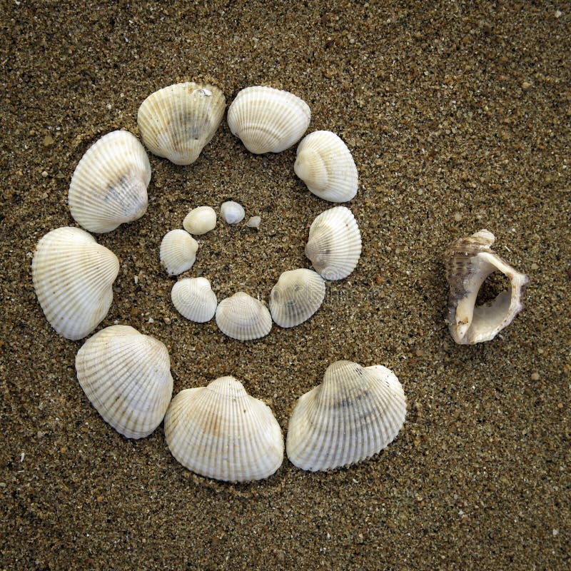 A spiral made of shells on the beach.