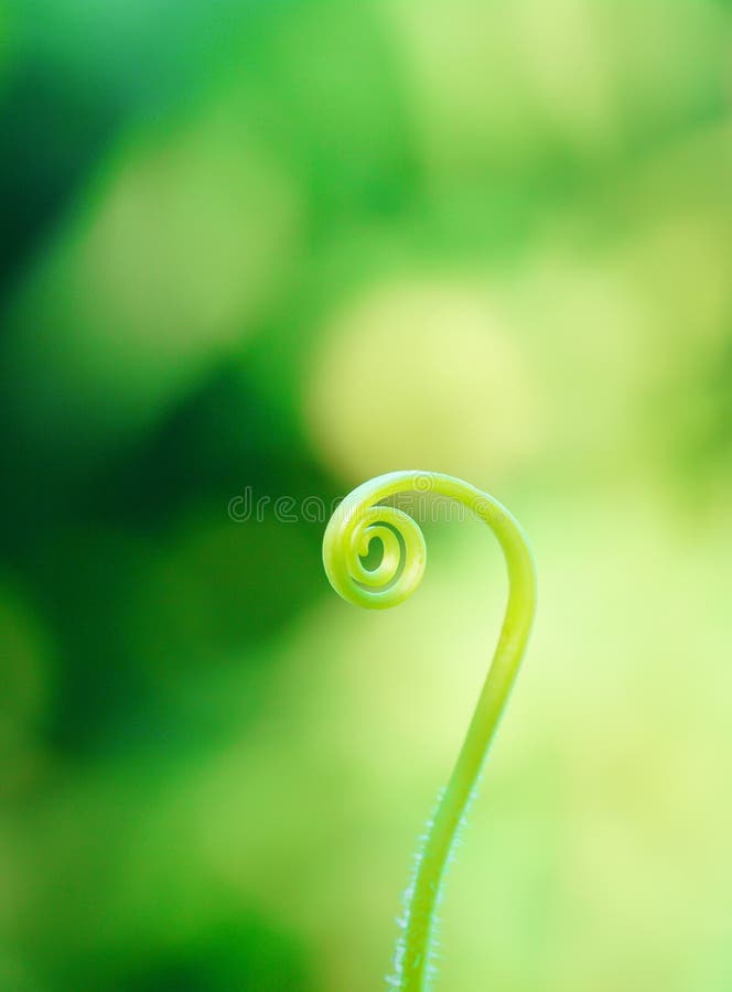 Spiral