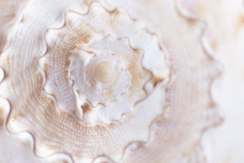 Spiral macro seashell. Blur close up shell background.