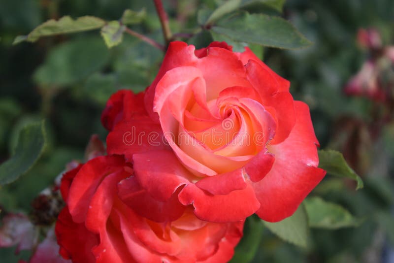 A Spiral in the Middle of the Rose Unfolds Stock Image - Image of line ...