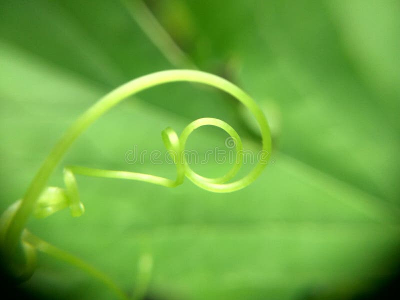 Spiral plant stock image. Image of nature, spirally - 104997629