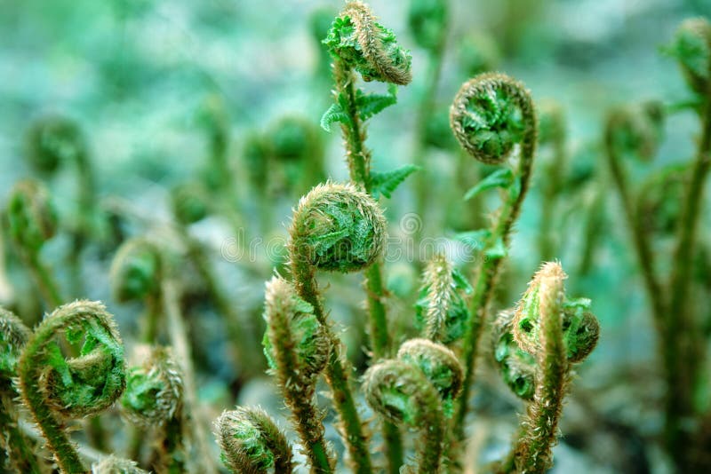 Spiral shape of a growin bracken fern Pteridium aquilinum.