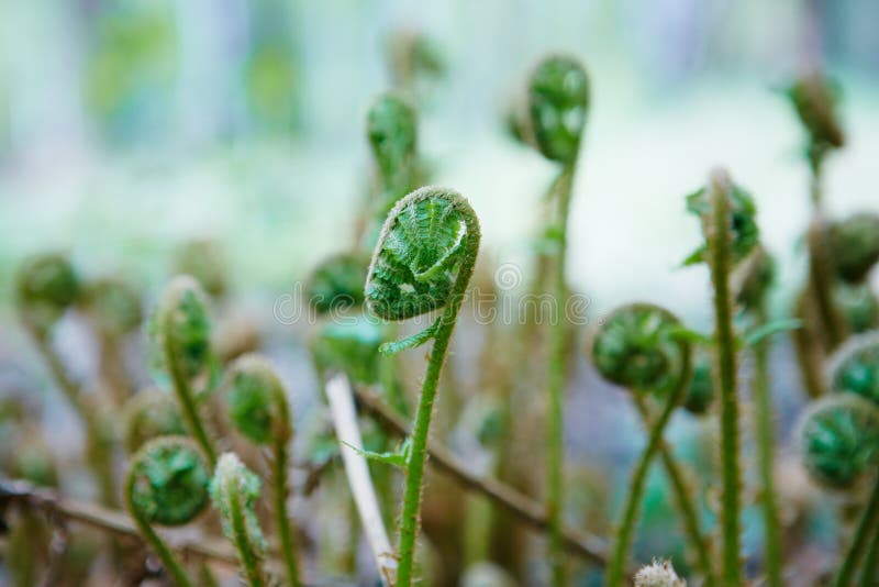 Spiral shape of a growin bracken fern Pteridium aquilinum.