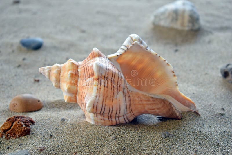 An oblong, spiral sea shell on the beach sand. Stock Photo