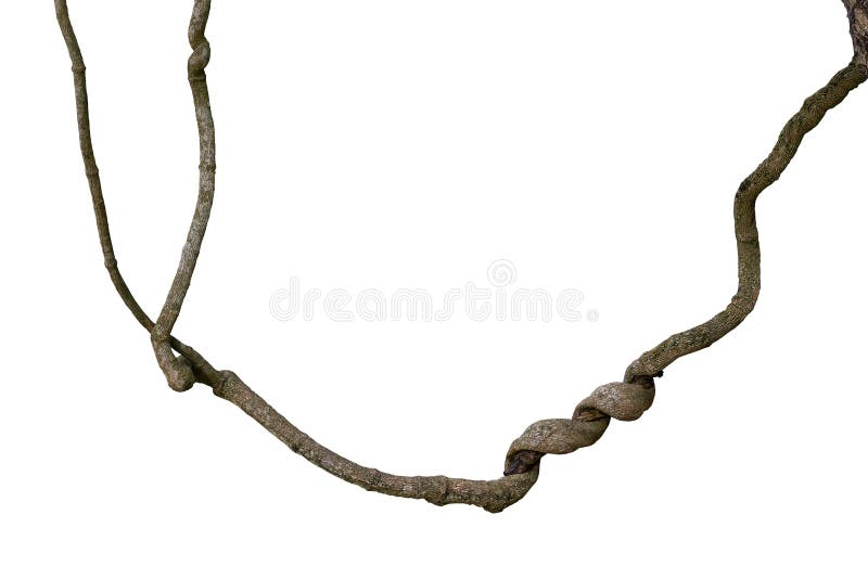 Spiral twisted jungle tree branch, vine liana plant isolated on