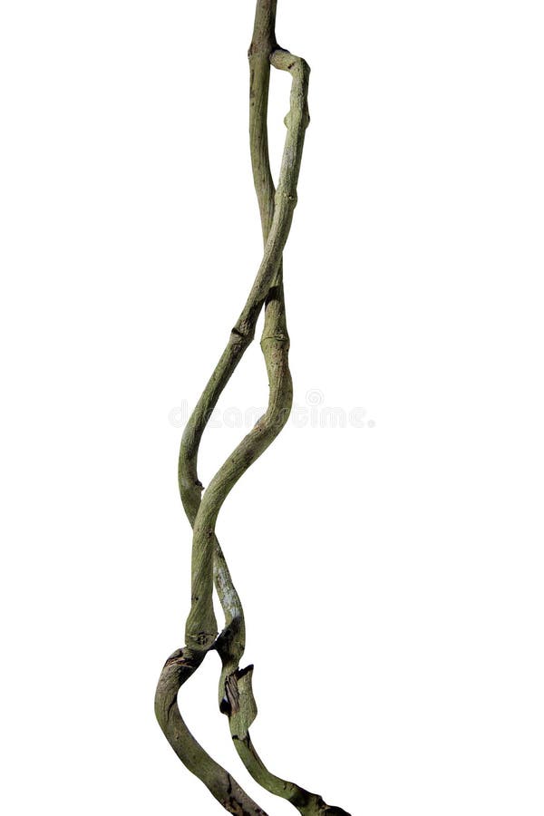 spiral plant clipping spiral plant clipping
