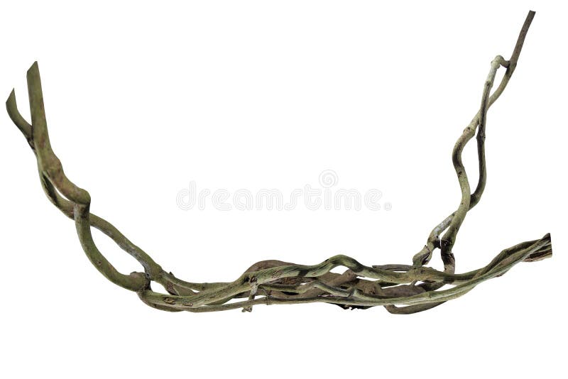 Spiral twisted jungle tree branch,, vine liana plant, root of the tree grape isolated on white background, clipping path included.