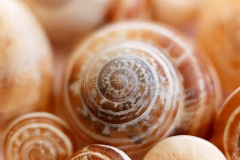 The gastropod shell is part of the body of a gastropod or snail, a kind of mollusk or mollusc. The shell is an external skeleton or exoskeleton, which may serve for protection from predators, mechanical damage, and dehydration, but also for muscle attachment and calcium storage. The gastropod shell is part of the body of a gastropod or snail, a kind of mollusk or mollusc. The shell is an external skeleton or exoskeleton, which may serve for protection from predators, mechanical damage, and dehydration, but also for muscle attachment and calcium storage.