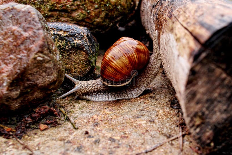 Spiralpomatia som glider över journalen royaltyfri fotografi Spiralpomatia som glider över journalen royaltyfri fotografi