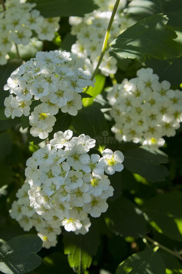 Spirea blanco (Spirea Alba) en el jardín de la primavera