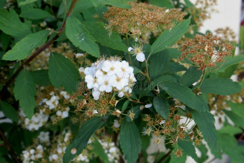 Spirea De Reeves, Cantoniensis Del Spiraea, Imagen de archivo Imagen