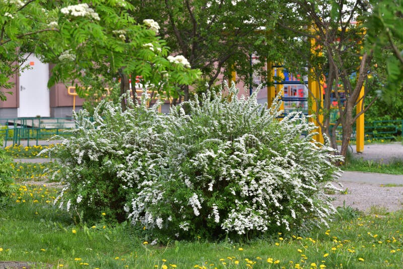 Spirea Thunberg blooms profusely in the spring