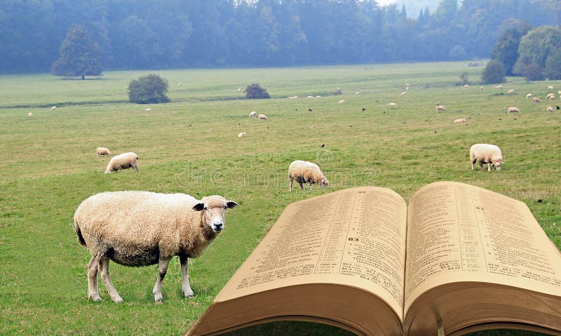 Spiritual sheep