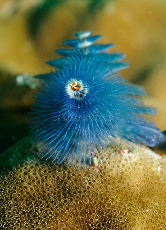 Multicolor Christmas Tree Worms Stock Image Image of asian, fish