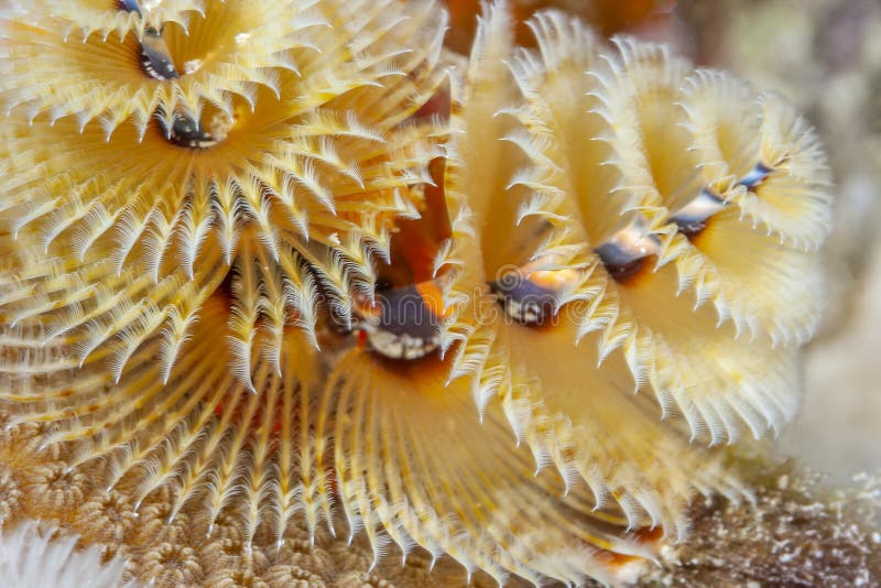 picture Yellow Christmas Tree Worm dreamstime com
