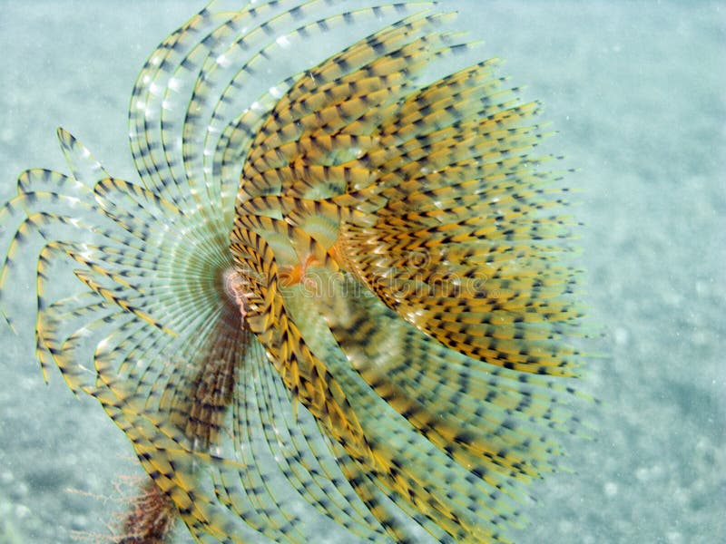 Spirographis macro