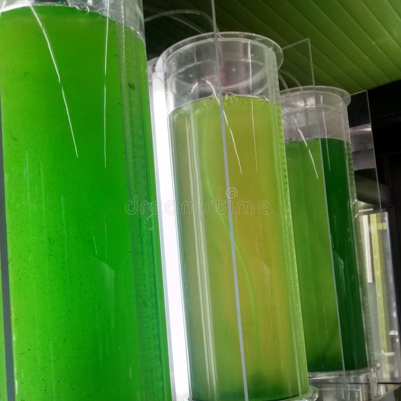 Spirulina De Las Microalgas Foto de archivo Imagen de tubos, ciudad 97485870