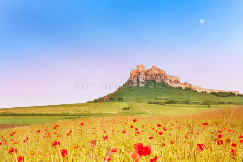 Spis Castle and poppy field