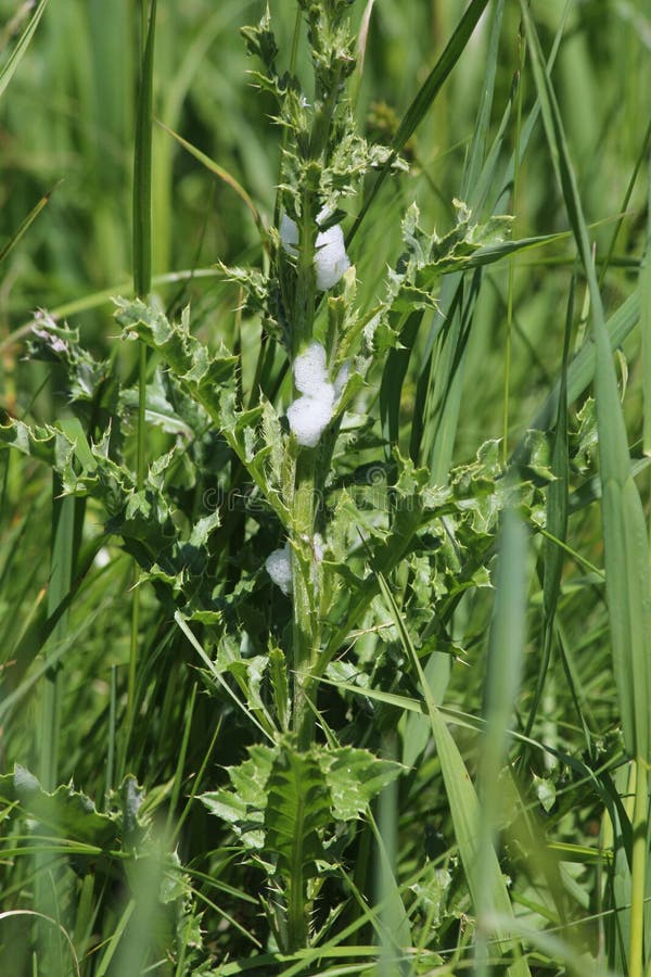 Spittlebug Foam on Plant stock photo. Image of growth