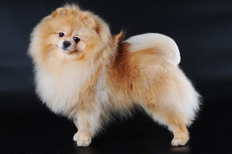 Spitz de Pomeranian no fundo preto fotografia de stock royalty free Spitz de Pomeranian no fundo preto fotografia de stock royalty free