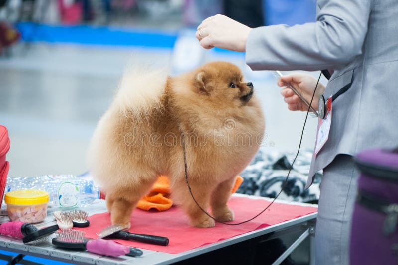 Spitz de Pomeranian à l'exposition canine photographie stock Spitz de Pomeranian à l'exposition canine photographie stock