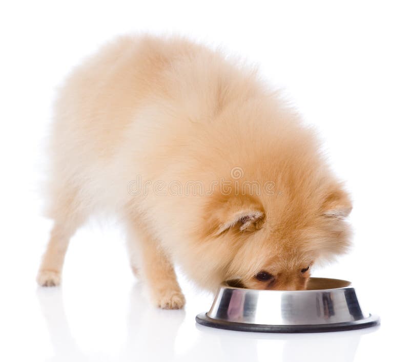 Spitz Dog Eating Food from Dish. Stock Photo Image of close, cute