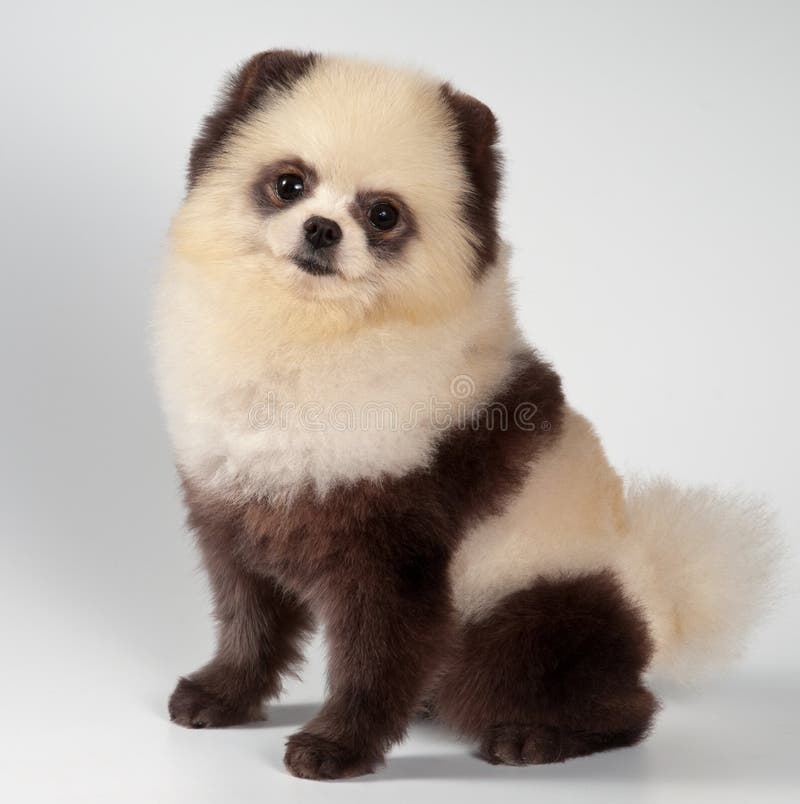 The Spitzdog Painted Under a Panda Stock Photo Image of mammal