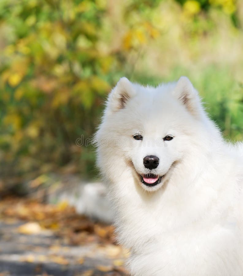 Spitz dog portrait stock photo. Image of pedigree, portrait - 18347052