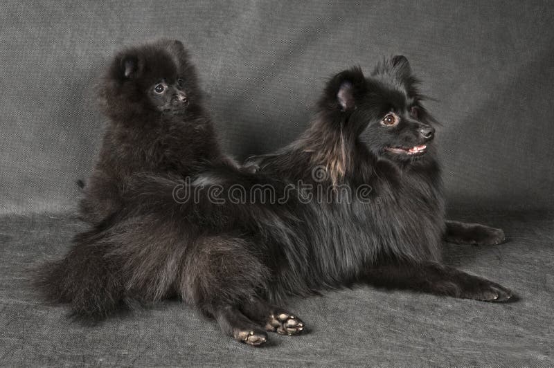 Spitz-dog and puppy