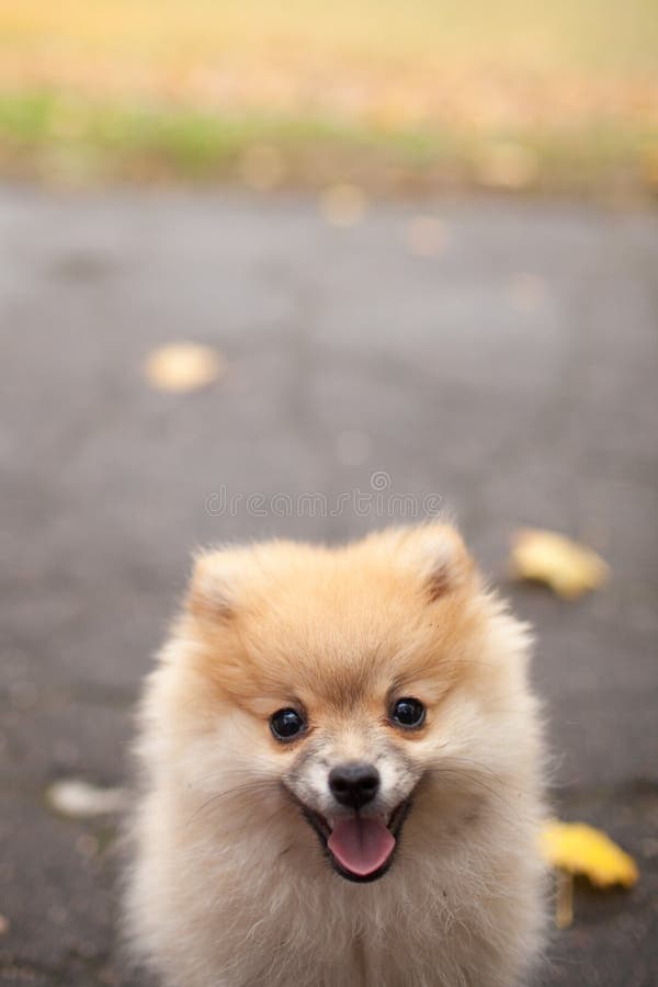 The spitz dog puppy in autumn park